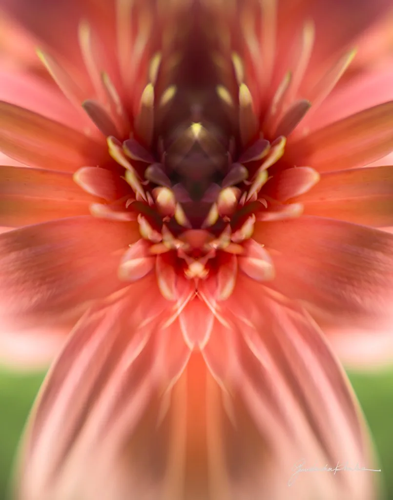 In Full Bloom — mirrored bloom
